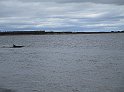 2018.07.07 Loch Ness und die Delphine (1700)
